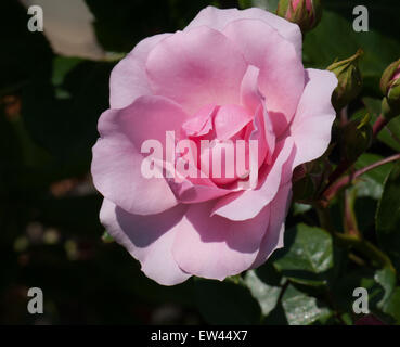 Standard rose 'flower carpet pink' Stock Photo