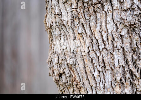 The bark of a Common Ash tree, Fraxinus excelsior, grown in Oklahoma, USA. Stock Photo