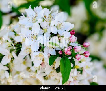 A cluster of blossoms and buds on a crabapple tree in the spring. USA Stock Photo