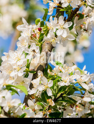 A honeybee, Apis mellifera, gathers pollen from crabpple, Malus, blossoms in the spring. Stock Photo