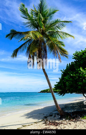 A coconut palm tree sways over a beach on the east side of St. Croix, U. S. Virgin Islands. Stock Photo