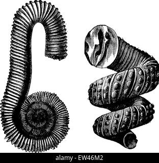 Cephalopod ammonites of the Cretaceous period, vintage engraved illustration. Earth before man – 1886. Stock Vector