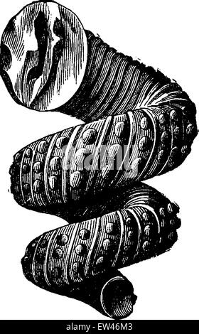 Cephalopod ammonites of the Cretaceous period, vintage engraved illustration. Earth before man – 1886. Stock Vector