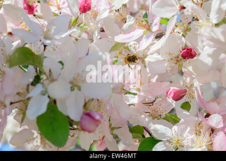 A honeybee gathers pollen from crabpple, Malus, blossoms in the spring. Stock Photo