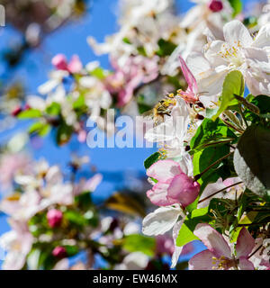 A honeybee gathers pollen from crabpple, Malus, blossoms in the spring. Stock Photo