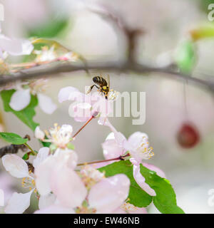 A honeybee gathers pollen from crabpple, Malus, blossoms in the spring. Oklahoma, USA . Stock Photo