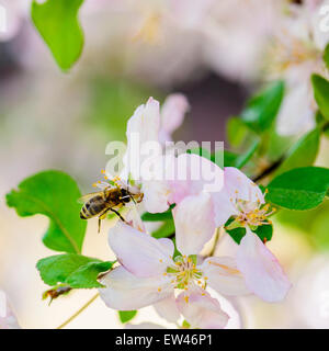 A honeybee gathers pollen from crabpple, Malus, blossoms in the spring. Oklahoma, USA. Stock Photo