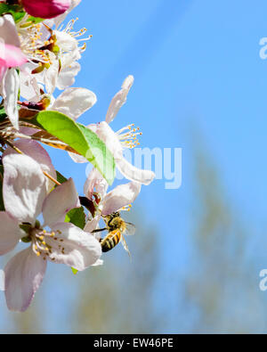 A honeybee, Apis mellifera, gathers pollen from crabpple, Malus, blossoms in the spring. Oklahoma City, Oklahoma, USA, US, U.S., U.S.A. Stock Photo