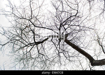 dead tree without leaves in nature Stock Photo