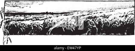 Wheat stands at the head of cereals, vintage engraved illustration. Stock Vector