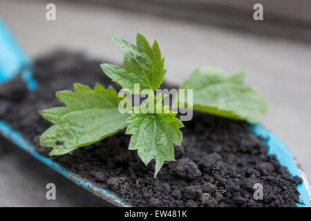 Young seedling growing in a soil and blue garden spade on wooden background Stock Photo