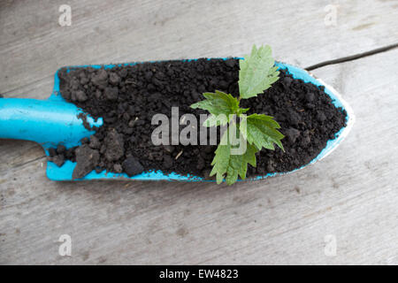 Young seedling growing in a soil and blue garden spade on wooden background Stock Photo
