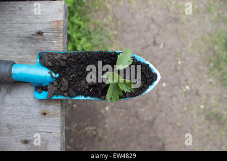 Young seedling growing in a soil and blue garden spade on wooden background Stock Photo
