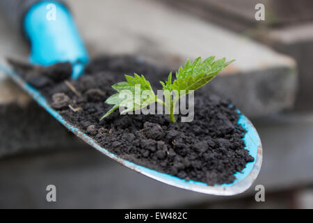 Young seedling growing in a soil and blue garden spade on wooden background Stock Photo