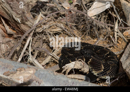 Black phase timber rattlesnake basking next to a silt sock on a construction site - Crotalus horridus Stock Photo