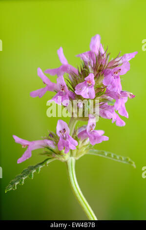 Purple betony, Stachys officinalis, vertical portrait of purple flowers with nice out focus background. Stock Photo