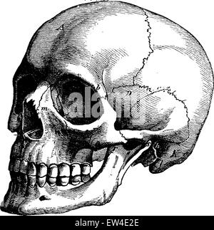 Skeleton of the human head, vintage engraved illustration. La Vie dans la nature, 1890. Stock Vector