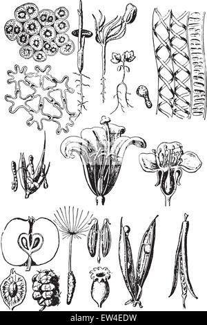 Plant organs, vintage engraved illustration. La Vie dans la nature, 1890. Stock Vector