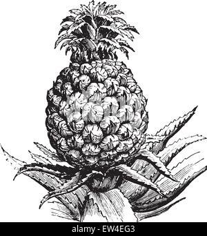 Pineapple, vintage engraved illustration. La Vie dans la nature, 1890. Stock Vector