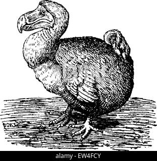 Dodo or Raphus cucullatus, vintage engraving. Old engraved Stock Photo ...