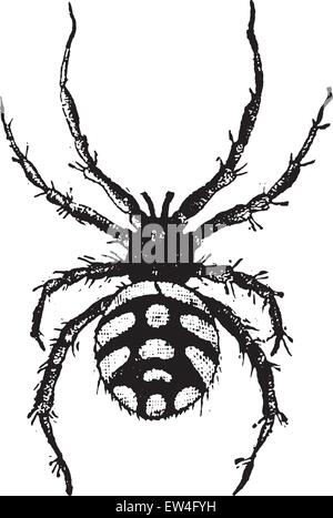 Theridion malmignatte, vintage engraved illustration. Natural History of Animals, 1880. Stock Vector