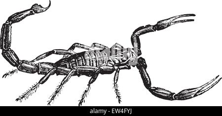 Scorpion, vintage engraved illustration. Natural History of Animals, 1880. Stock Vector