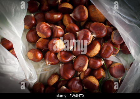 Sweet Chestnuts, freshly foraged. Stock Photo