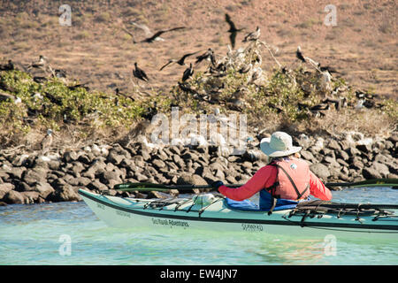 Mexico, Baja, Lapaz, Espiritu Santo. Tourist kayaking. Stock Photo