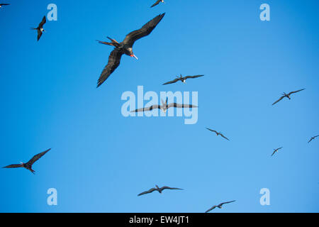 Mexico, Baja, Lapaz, Espiritu Santo. Birds flying. Stock Photo