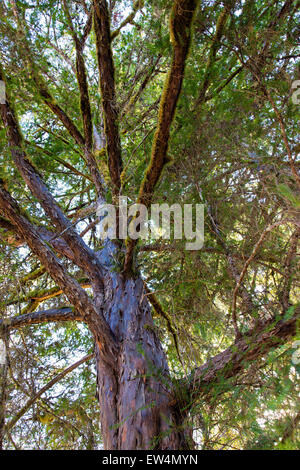 Pacific  Western  Yew 'Taxus brevifolia'. Stock Photo