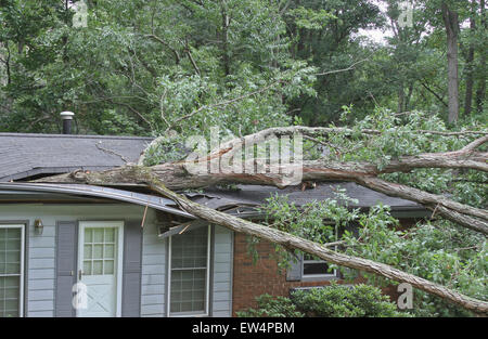 A large oak tree falls on a small house during a summer storm, caving ...