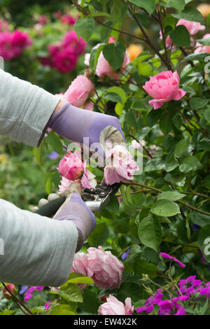 Gardener wearing gardening gloves deadheading Rosa Gertrude Jekyll rose with secateurs in a garden Stock Photo