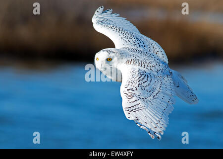 Snowy Owl in Flight Stock Photo