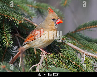 Female Northern Cardinal in Pine Tree Stock Photo