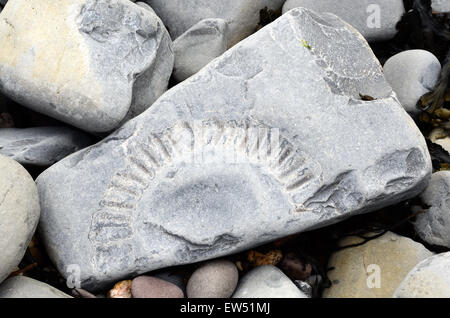 Fossils embedded in rocks Lilstock Beach Kilve Somerset England Stock Photo
