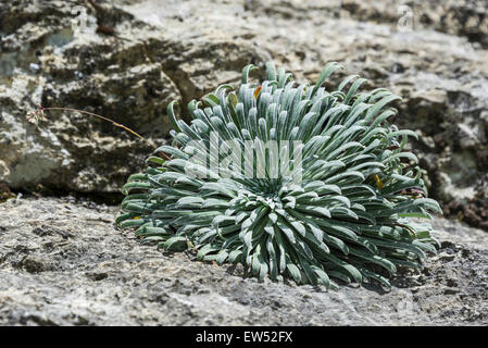 Pyrenean Saxifrage (Saxifraga longifolia), Valle de Estós, Benasque, Aragon, Spain Stock Photo