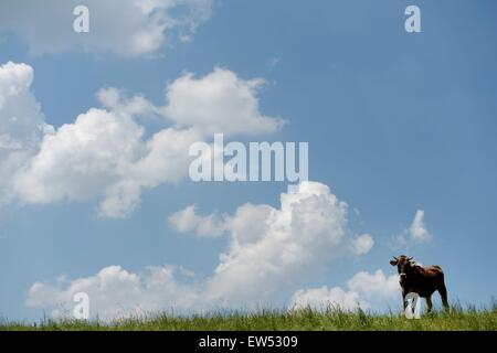 Cow on a lawn, Germany, near city of Memersch, 05. June 2015. Photo: Frank May/picture alliance Stock Photo