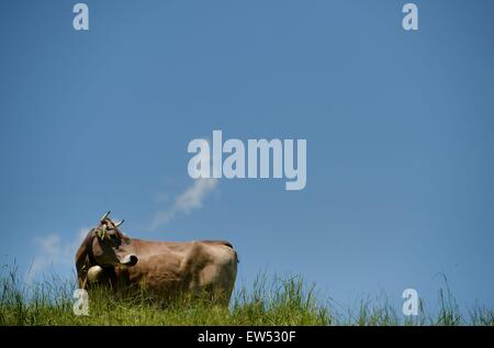 Cow on a lawn, Germany, near city of Memersch, 05. June 2015. Photo: Frank May/picture alliance Stock Photo