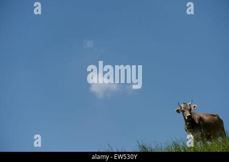 Cow on a lawn, Germany, near city of Memersch, 05. June 2015. Photo: Frank May/picture alliance Stock Photo