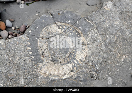 Fossils embedded in rocks Lilstock Beach Kilve Somerset England Stock ...