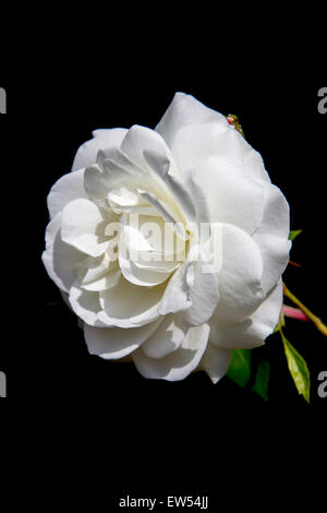 Portrait of the white flowered Iceburg rose growing in a country garden in Wiltshire, UK. Stock Photo