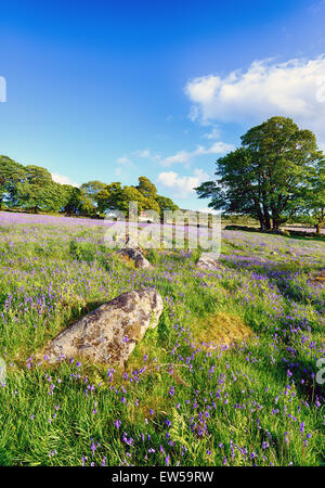 Summer bluebells growing at Emsworthy Mire on Dartmoor National Park in Devon Stock Photo