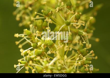 Mainz, Germany. 17th June, 2015. Vine blossoms can be seen on a vine in a vineyard in Mainz, Germany, 17 June 2015. The beautiful summer weather in the past weeks will possibly benefit wine drinkers soon. According to the German Wine Institute (DWI), the Stock Photo