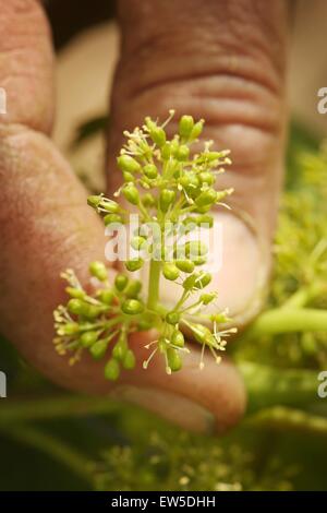 Mainz, Germany. 17th June, 2015. A vintner holds up vine blossoms in a vineyard in Mainz, Germany, 17 June 2015. The beautiful summer weather in the past weeks will possibly benefit wine drinkers soon. According to the German Wine Institute (DWI), the win Stock Photo