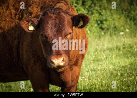 The North Devon.  An ancient breed of cattle known as Ruby Red. Stock Photo