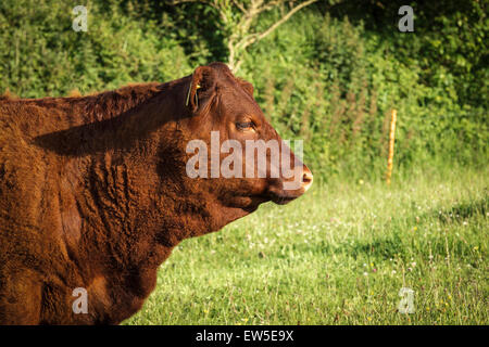 The North Devon.  An ancient breed of cattle known as Ruby Red. Stock Photo