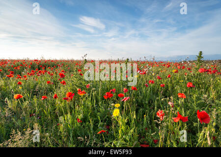 A summer meadow of vibrant wild flowers and field Poppies at West Pentire near Crantock in Cornwall Stock Photo