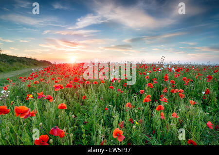 A field of wild flowers and bright red Poppies at Crantock near Newquay in Cornwall Stock Photo