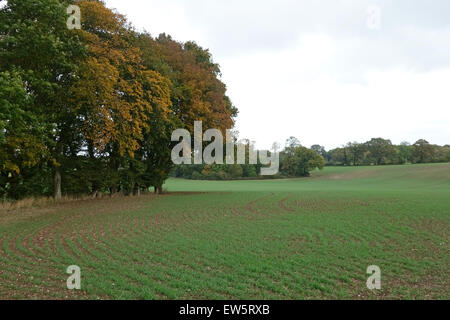 Young winter wheat crop in autumn with trees turning to autumn colour, Berkshire October Stock Photo