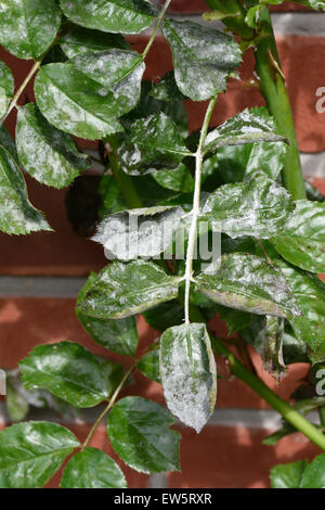 Powdery mildew, Podosphaera pannosa, on rose 'American Pillar' leaves, Berkshire, June Stock Photo